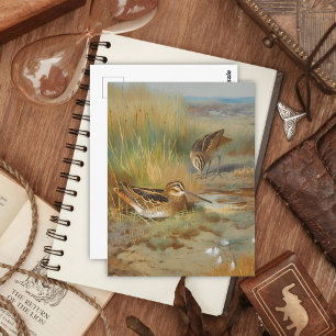 Carte Postale Oiseaux vintages illustrés, Oiseaux
