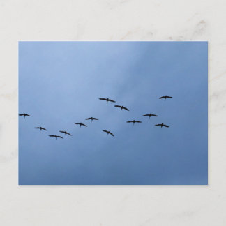 Carte Postale Oiseaux volant en formation en V Photographie de l