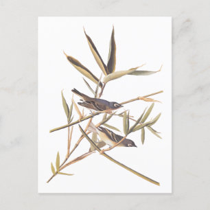 Carte Postale Oiseaux volants Vireo solitaire d'Audubon sur la c