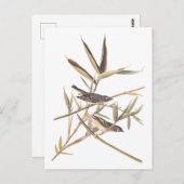 Carte Postale Oiseaux volants Vireo solitaire d'Audubon sur la c (Devant / Derrière)