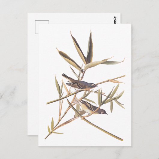 Carte Postale Oiseaux volants Vireo solitaire d'Audubon sur la c (Devant / Derrière)