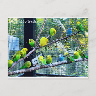 Carte Postale Oisillons