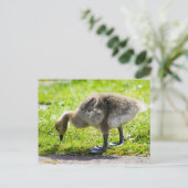 Carte Postale Oison adorable d'oie du Canada (Debout devant)