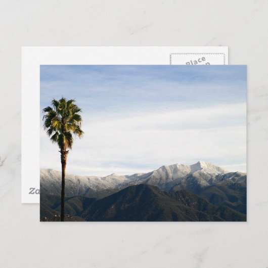 Carte Postale Ojai Palm (Devant / Derrière)