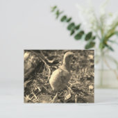 Carte Postale Ok, Au revoir ! - (Debout devant)