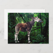Carte Postale Okapi (Devant / Derrière)