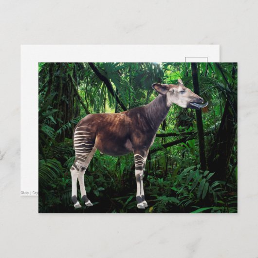Carte Postale Okapi (Devant / Derrière)