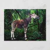 Carte Postale Okapi (Devant)