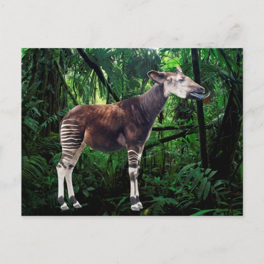Carte Postale Okapi (Devant)