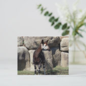 Carte Postale okapi (Debout devant)