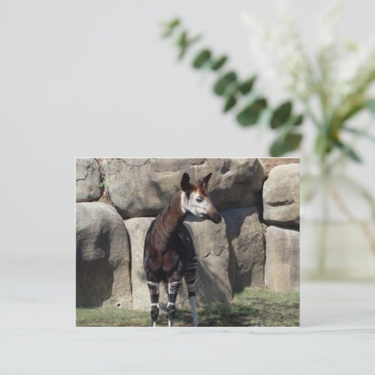 Carte Postale okapi (Debout devant)