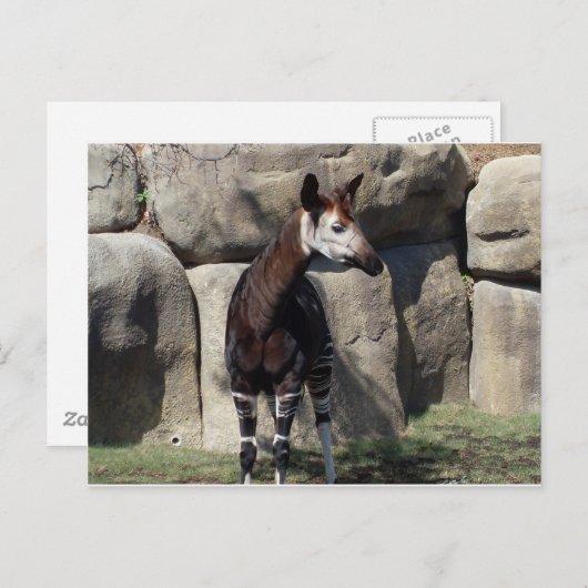 Carte Postale okapi (Devant / Derrière)