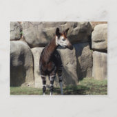 Carte Postale okapi (Devant)