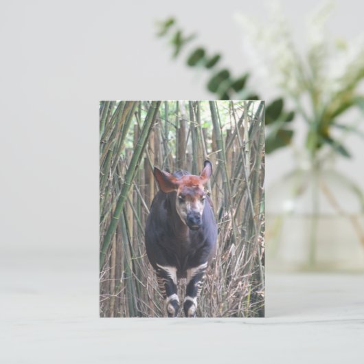 Carte postale Okapi (Debout devant)