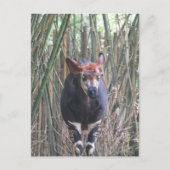 Carte postale Okapi (Devant)