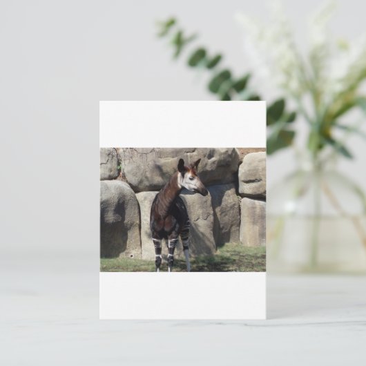 Carte Postale okapi (Debout devant)