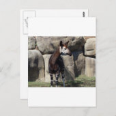 Carte Postale okapi (Devant / Derrière)