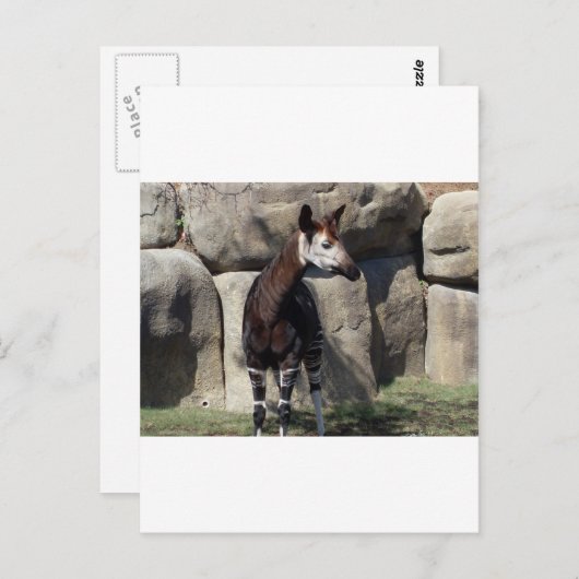 Carte Postale okapi (Devant / Derrière)