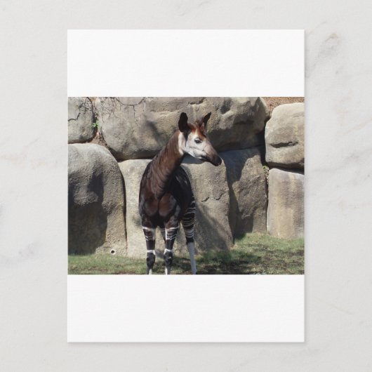 Carte Postale okapi (Devant)