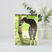Carte Postale Okapi, Angola, Afrique (Debout devant)