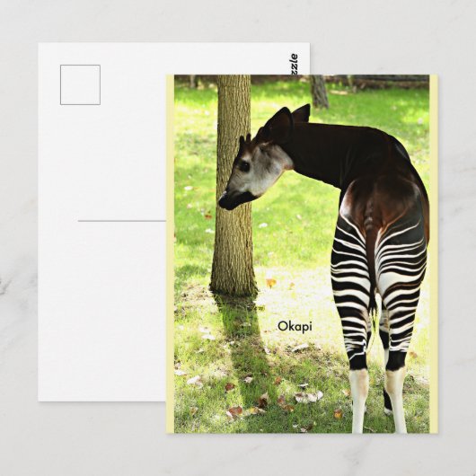 Carte Postale Okapi, Angola, Afrique (Devant / Derrière)