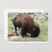 Carte postale Oklahoma Bison (Devant / Derrière)
