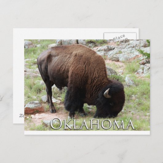Carte postale Oklahoma Bison (Devant / Derrière)