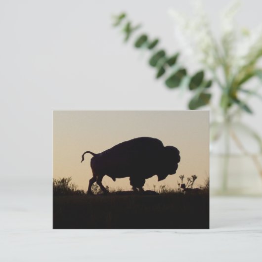 Carte Postale Oklahoma Buffalo (Debout devant)