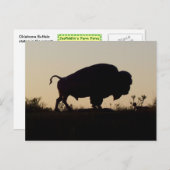 Carte Postale Oklahoma Buffalo (Devant / Derrière)