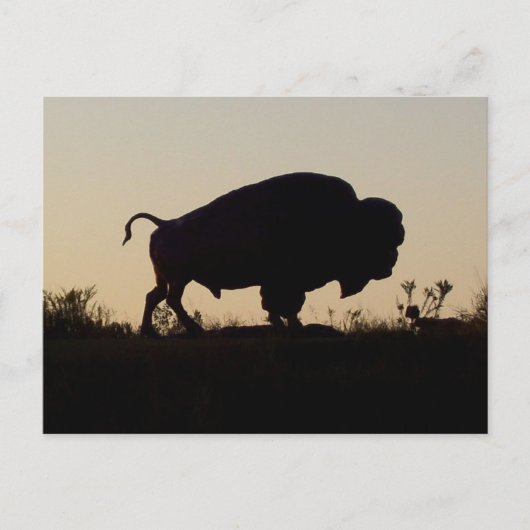 Carte Postale Oklahoma Buffalo (Devant)