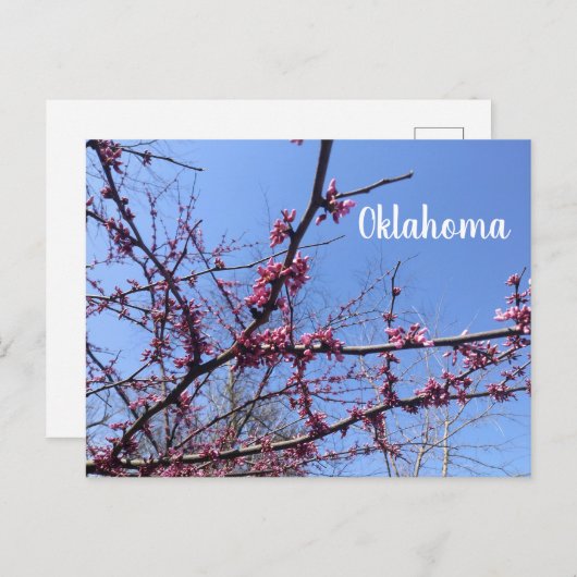 Carte postale Oklahoma Redbud (Devant / Derrière)