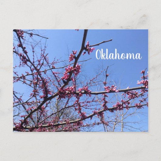 Carte postale Oklahoma Redbud (Devant)