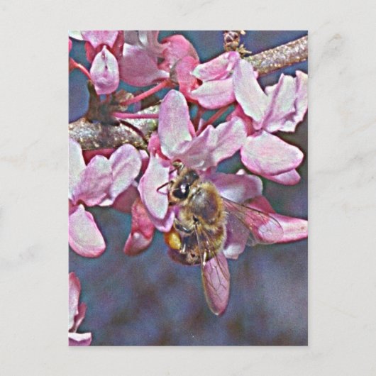 Carte Postale Oklahoma Redbud et Honeybee (Devant)