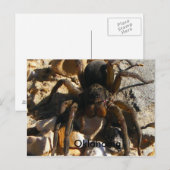 Carte Postale Oklahoma, Spider (Devant / Derrière)