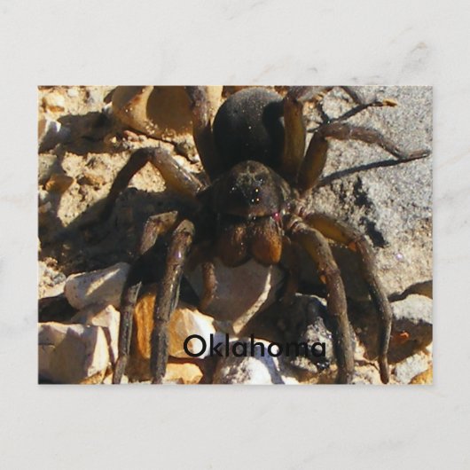 Carte Postale Oklahoma, Spider (Devant)