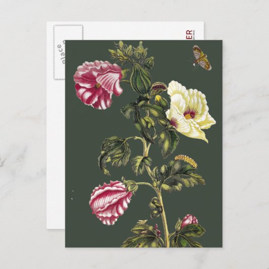 Carte Postale Okra (Devant / Derrière)