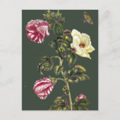 Carte Postale Okra (Devant)