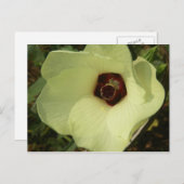 Carte postale Okra Bloom (Devant / Derrière)