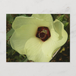 Carte postale Okra Bloom