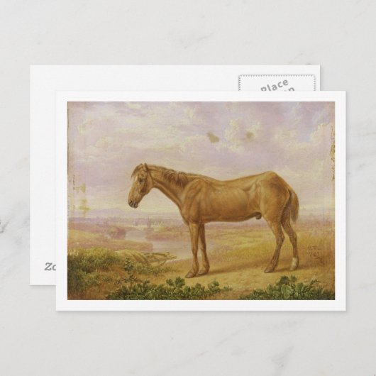 Carte Postale Old Billy, un chevalier à bascule, 62 ans (huile s (Devant / Derrière)