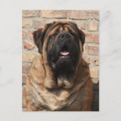Carte Postale old english mastiff (Devant)