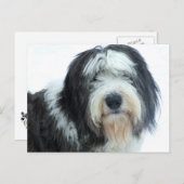 Carte Postale Old English Sheepdog (Devant / Derrière)