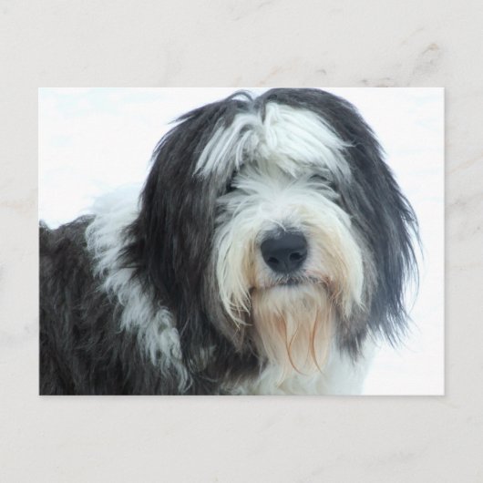 Carte Postale Old English Sheepdog (Devant)