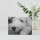 Carte Postale Old English Sheepdog (Debout devant)