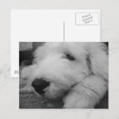 Carte Postale Old English Sheepdog (Devant / Derrière)