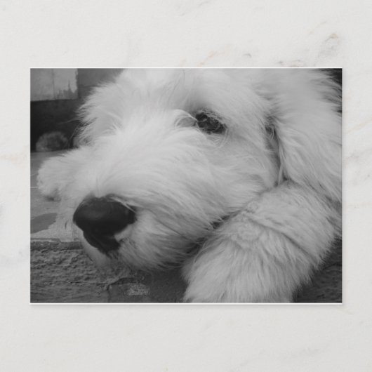 Carte Postale Old English Sheepdog (Devant)