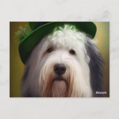 Carte Postale Old English Sheepdog en tenue de la Saint-Patrick (Dos)