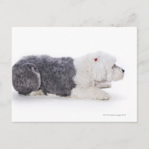 Carte Postale Old English Sheepdog sur arrière - plan blanc
