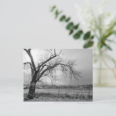 Carte postale Old Winter Tree Gris (Debout devant)