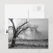Carte postale Old Winter Tree Gris (Devant / Derrière)